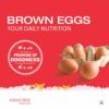 Brown Eggs Pack of 6, Fresh High Protein Brown Chicken Eggs